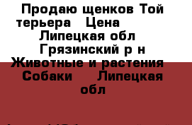 Продаю щенков Той-терьера › Цена ­ 6 000 - Липецкая обл., Грязинский р-н Животные и растения » Собаки   . Липецкая обл.